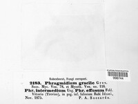 Phragmidium gracile image